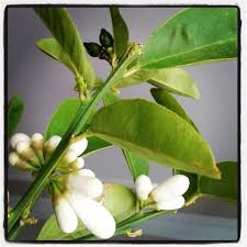 Limonlar Pitrak Verirse Gardening Lemon Growsomethinggreen In 2020 Plants Lovely Lemon