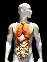 There are… on the picture. Human Illustration With Emphasis On Lungs Heart Liver Stomach Stock Photo Picture And Royalty Free Image Image 11083829