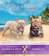 Find french bulldogs for sale on oodle classifieds. Isabella Frenchies Pet Breeder Facebook 55 Photos