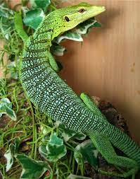 They have a habit of jumping, which makes it even harder to deal with them. Great Lizard Backgrounds Google Search Green Trees Tree Monitor Lizard Monitor Lizard