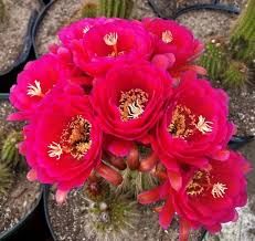 Comparison of 11124 cactus ln, dallas, tx 75238 with nearby homes: Succulent Farm Nursery Proudly Serving Retail And Wholesale Clientele The Cactus King