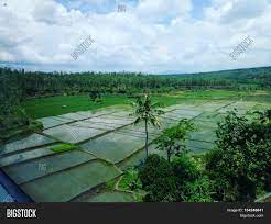 100 000 gambar pemandangan alam gratis pixabay 113 637 gambar gambar gratis dari pemandangan 2123 2031 262 jalan balok hutan alam foto pemandangan sawah yang indah pemandanganoce sumber : Pemandangan Alam Image Photo Free Trial Bigstock