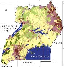 Image result for Stolzia cupuligera