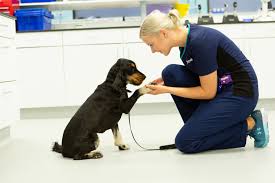Cannabis poisoning (from plants, leftover matter and edibles) is one of the most common plant poisoning vets see, especially in dogs. Dog Poisoning What Are The Symptoms Of Poisoning In Dogs