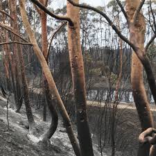 Bushfire recovery, spirit and strength