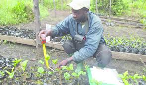 Image result for Pouteria altissima