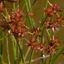 Image result for Prismatocarpus