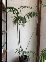 Image result for Chamaedorea microspadix