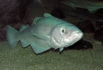 Both fisheries are in excellent shape, so these fish are both economical and sustainable choices for seafood lovers. Pollachius Pollachius Pollack Fisheries Gamefish