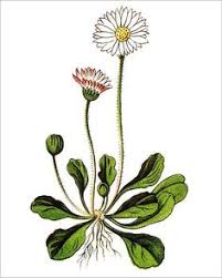 Bloomex offers same day flower delivery to mansfield and surrounding area, six days a week. 37 Pyrenees Flowers Ideas In 2021 Flowers Plants Planting Flowers