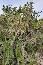 Image result for Austrocylindropuntia
