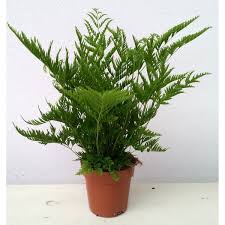 Image result for Pteris dentata