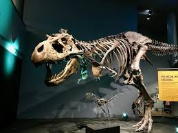 L'histoire du natural history museum. Museum D Histoire Naturelle De Berne Week End Famille