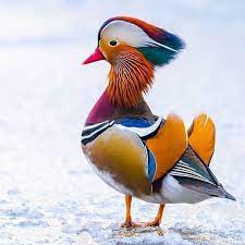 Последние твиты от mandarin duck (@mymandarinducky). Featuring Standout Bird Pics On Instagram Mandarin Duck By Eccentricwildlif Bird Duck Eccentricwildli Colorful Birds Bird Pictures Animals Beautiful