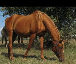 Armasari pur sange arab din dobrogea herghelia mangalia. HoÅ£i De Cai Din Rasa Pur Sange Arab CapturaÅ£i De PoliÅ£istii Din CernavodÄƒ Evenimentul Zilei