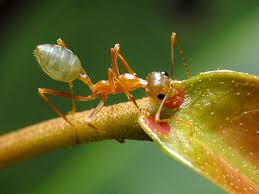 علاج التسمم من لدغات النمل وانواعها