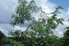 Image result for Robinia pseudo-acacia