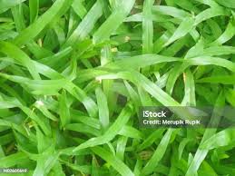 Image result for Axonopus compressus