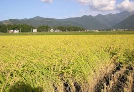 Paddy Agriculture Britannica