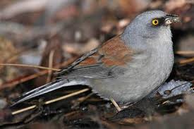 Yellow Birds Of Arizona Desert Yellow Eyed Junco Pictures And Photos Photography Bird Wildlife Nature Arizona Birds Bird