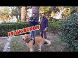 Macar Golden Cinsi Kopek Sahiplenmek Isteyenlere Sahibinden Detayli Bilgiler Youtube