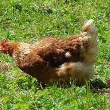 Solutions to protect plants from chickens. The Downside Of Garden Chickens Horticulture