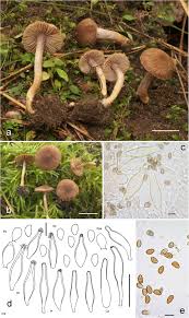 Image result for Inocybe sp.