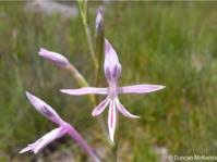 Image result for Radinosiphon leptostachya