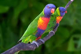 Birds Of The Bahamas Photos Lory Parrots Ardastra Gardens Most Beautiful Birds Beautiful Birds Bird