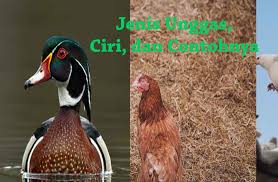 14 Jenis Unggas Ciri Dan Contohnya Dosenpertanian Com