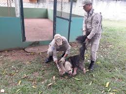 Abraço de tamanduá m (plural abraços de tamanduá). Tamandua Que Foi Atropelado E Resgatado Por Bombeiros E Passara Por Tratamento Em Mt Cenariomt