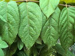 Image result for Combretum indicum