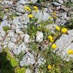 Image result for Tolpis