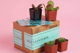 Succulents Box Monthly Subscription Box Succulent Box Subscription Box Monthly Subscription Boxes