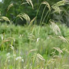 Image result for Bromus