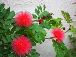Image result for Calliandra haematocephala