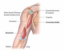 This small muscle is located at the top of the shoulder and helps raise the arm away from the body. The 2 Minute Arm Workout To Build Strong Biceps Breaking Muscle