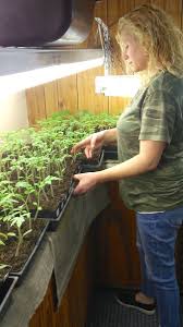 Shade tolerant plants, like ferns, have smaller buckets. Seasoned Gardeners Share Best Tips For Growing Business Farm Tahlequahdailypress Com
