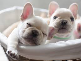 French bulldog puppies for sale. How Much Are French Bulldogs Determine Price Factors Ukpets