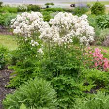 Image result for Thalictrum