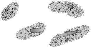 By following the logical sequence of questions for each subject, from basic concepts to more advanced ones, you will learn more than ever. Https Tea Texas Gov Sites Default Files 2018 Staar Biology Test Pdf