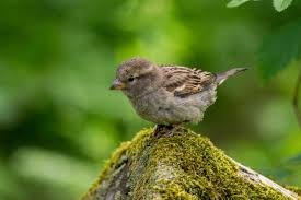 How To Feed A Baby Bird Everything You Need To Know Petsmont