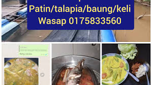 Cara membuat gulai tempoyak ikan patin. Resepi Ikan Baung Sungai Resepi Merory Sedap Betul