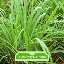 Image result for Cymbopogon
