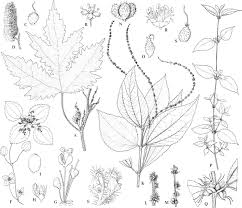 Image result for Droguetia iners