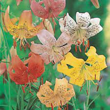 We did not find results for: Tiger Lily Offer Summer Blooming Jung Seed Company