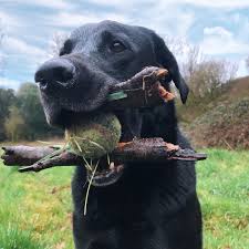 Pin By Mystic Girl On Animaux In 2020 Animals Labrador Labrador Retriever