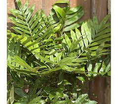 Image result for Blechnum tabulare
