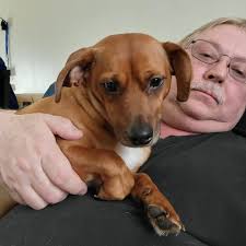 This boy is a Dachshund/MinPin mix. He is my chiweenies brother. 2nd pic is  Bailey 😀 They love each other! 3rd Pic is my whole pac ❤️ 😍