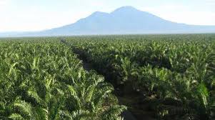 Tujuh Kerugian Dampak Adanya Perkebunan Sawit Industry Co Id